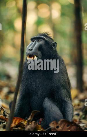 Celebes crestato macaco (Macaca nigra) seduto a terra in foglie cadute e mostra i suoi denti con una bocca aperta in Tangkoko Batuangus Nature R... Foto Stock