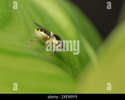 Piccola mosca d'erba molto ornata (Thaumatomyia glabra) arroccata su una foglia verde Foto Stock