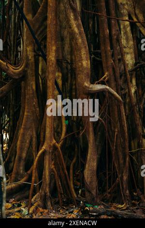 Primo piano dell'intricato sistema di radici e tronchi di alberi nella riserva naturale di Tangkoko Batuangus, Sulawesi Utara, Indonesia Foto Stock