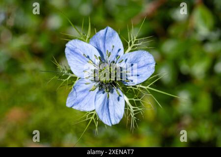 Eine Jungfer im Gruenen ad Aquisgrana 26. Juni 2024. GERMANIA - AQUISGRANA - FIORE Foto Stock