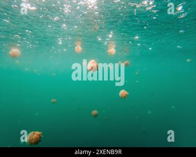 Numerose meduse nelle acque acquamarine di Danau Mariona (lago delle meduse) nel Parco nazionale Kepulauan Togean, Indonesia Foto Stock