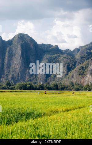 Lavoratori nei campi di riso vicino alla grotta Kong Lor; provincia di Khammouane, Laos Foto Stock