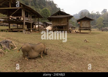 Il maiale grande (Sus domesticus) pascolava su un campo in un villaggio vietnamita; il villaggio di Ta so, il distretto di Moc Chau, Son la, Vietnam Foto Stock