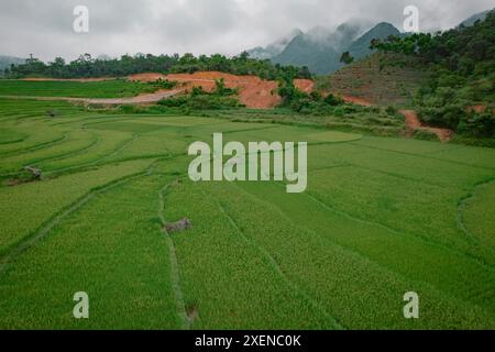 Lussureggianti terrazze di riso verdi su terreni agricoli in Vietnam; PU Luong, Thanh Lam, Ba Thuoc, Thanh Hoa, Vietnam Foto Stock