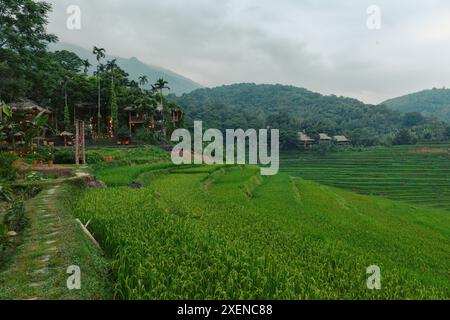 Lussureggianti terrazze di riso verdi su un paesaggio agricolo in Vietnam; PU Luong, Thanh Lam, Ba Thuoc, Thanh Hoa, Vietnam Foto Stock