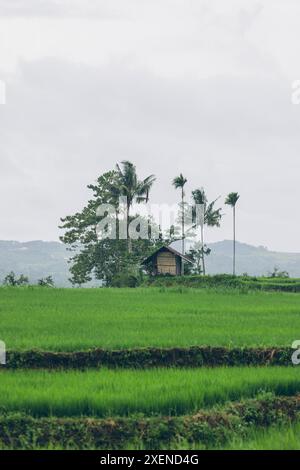 Splendido paesaggio lussureggiante nell'area della cascata di Kacura a Nusa Tenggara Timur, Indonesia Foto Stock