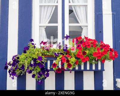 Portogallo, Costa Nova. Fiori di petunia colorati in una scatola di fiori di una tradizionale casa sulla spiaggia dipinta a strisce di caramelle. Foto Stock