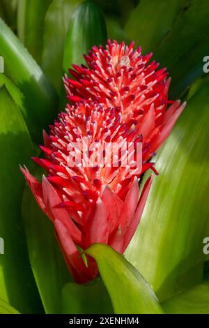 Torcia fiammeggiante, billbergia pyramidalis Foto Stock
