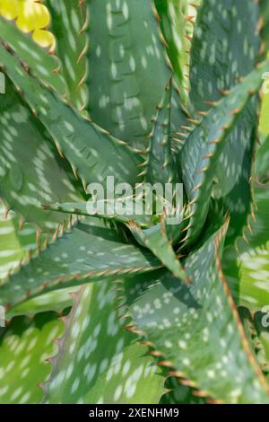 Aloe di sapone, aloe zebra Foto Stock