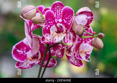 Orchidea di falena macchiata magenta Foto Stock
