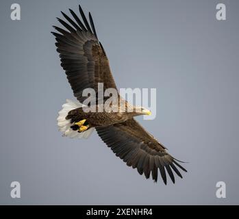 Aquila dalla coda bianca, tigre tra gli uccelli, Hunchun, Jilin, Cina, fiume Yalu sul lago Longshan Foto Stock