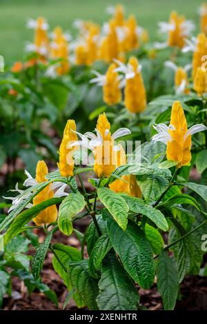 Golden impianti adibiti alla pesca di gamberetti Foto Stock