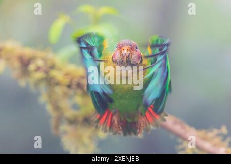 Pappagallo rosa che prende il volo, mattina nebbiosa nella foresta Choco dell'Ecuador Foto Stock