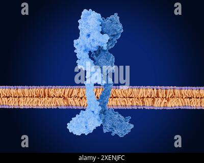 Illustrazione del recettore del fattore di crescita epidermico umano (HER2, azzurro) e HER3 (blu scuro) che formano un eterodimero (complesso di due molecole diverse Foto Stock