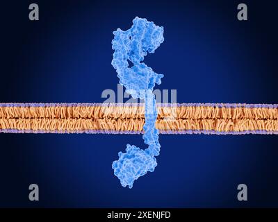 Immagine della forma inattiva del recettore 3 del fattore di crescita epidermico umano (HER3, blu) su una membrana cellulare (viola e arancione). HER3 appartiene alla famiglia di proteine del recettore del fattore di crescita epidermico (EGFR). È normalmente cruciale per la proliferazione cellulare, la sopravvivenza e la differenziazione, specialmente durante lo sviluppo. Tuttavia, quando viene espresso in modo anomalo, può aumentare la crescita delle cellule tumorali, la proliferazione e la resistenza alla chemioterapia. In quanto tale, HER3 è un bersaglio per alcuni trattamenti contro il cancro. Foto Stock