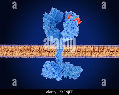 Illustrazione di una membrana cellulare umana (viola e arancione) che mostra un recettore del fattore di crescita epidermico umano 3 (HER3, blu) legato a una molecola del recettore del fattore di crescita epidermico (EGFR) (azzurro) che è stata attivata dal fattore di crescita epidermico (EGF, rosso). Nelle cellule sane HER3 si lega a una qualsiasi delle tre proteine della famiglia EGFR come parte delle vie di segnalazione cellulare che sono fondamentali per la proliferazione, l'adesione, la sopravvivenza e lo sviluppo cellulare. La disregolazione di questa famiglia di proteine è legata alla progressione del cancro. Foto Stock