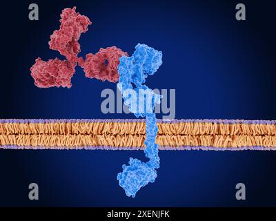 Immagine di un anticorpo monoclonale (rosso) che inibisce il recettore 3 del fattore di crescita epidermico umano (HER3, blu) su una membrana cellulare (viola e arancione). HER3 appartiene alla famiglia di proteine del recettore del fattore di crescita epidermico (EGFR). È normalmente cruciale per la proliferazione cellulare, la sopravvivenza e la differenziazione, specialmente durante lo sviluppo di determinati tessuti. Tuttavia, quando viene espresso in modo anomalo, può aumentare la crescita delle cellule tumorali, la proliferazione e la resistenza alla chemioterapia. In quanto tale, HER3 è un bersaglio per alcuni trattamenti contro il cancro. Foto Stock