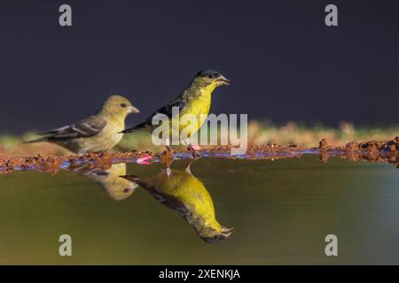 Coppia goldfinch minore che si prende un drink, USA, Arizona Foto Stock