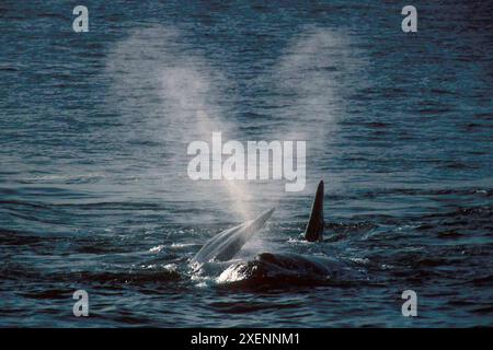 Balene australi, Eubalaena australis, Blowing, Plettenberg Bay, Garden Route, Sudafrica Foto Stock