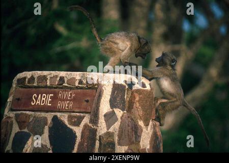 Babbuini Chacma giovani, Papio ursimus, giocando su segnaletica stradale, Kruger National Park, Mpumalanga, Sudafrica Foto Stock