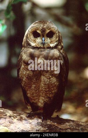 Gufo di palude, Asio capensis, World of Birds, Hout Bay, città del Capo, Sudafrica Foto Stock