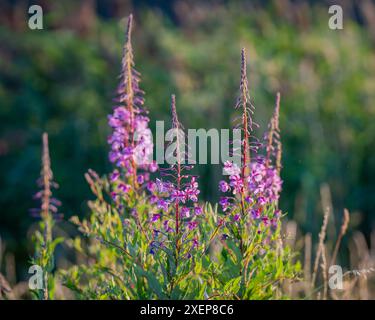 Pianta di alghe con fiori viola. Fiore di Rosebay Willowhile (Chamaenerion angustifolium), alghe, salice francese, grande erba salice Foto Stock