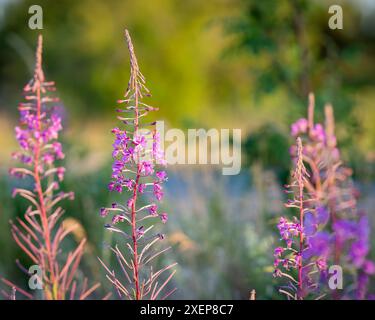 Pianta di alghe con fiori viola. Fiore di Rosebay Willowhile (Chamaenerion angustifolium), alghe, salice francese, grande erba salice Foto Stock