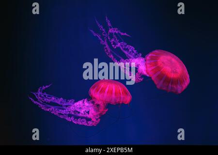 Due Jellifish ortica marina sudamericana, Chrysaora plocamia che nuotano nell'acqua blu della vasca dell'acquario con illuminazione al neon rossa. Organismi acquatici, animali, Foto Stock