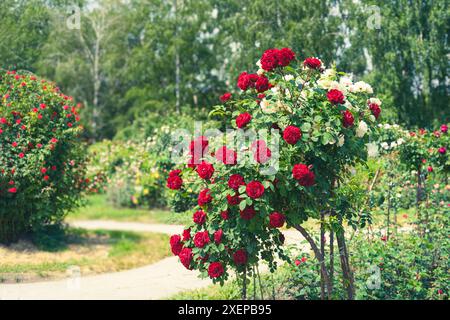 Splendido cespuglio di rose in fiore con fiori rossi sullo sfondo del giardino o del parco, all'aperto nelle giornate di sole. Allevamento e coltivazione di rose, giardinaggio, paesaggio des Foto Stock