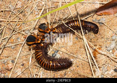 Il Millipede Assassin è notturno e si nutre esclusivamente di Millipedes. Si nutriranno gregariosamente e spesso con piccole ninfe rosse. Foto Stock