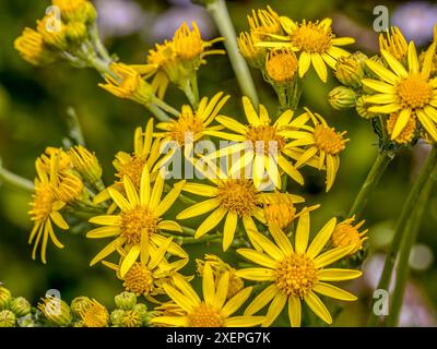 Mazzo di fiori di ragmosto comune in fiore che cresce su un prato Foto Stock