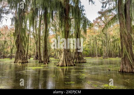Cipressi nelle acque del Caddo Lake State Park, Texas Foto Stock