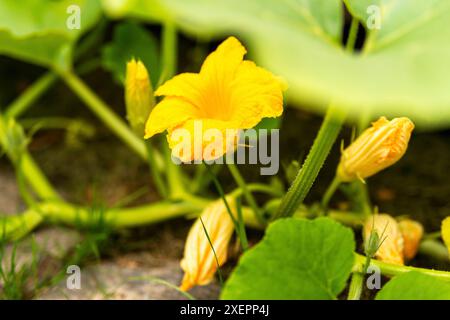 fioritura di giovani piante di zucca in un letto da giardino in un ambiente naturale, primo piano selettivo Foto Stock