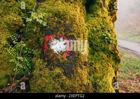 Lungo il sentiero escursionistico, alberi ricoperti di muschio con pennarelli dipinti, guida gli escursionisti Foto Stock