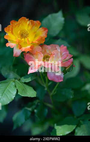 Cespuglio rosa in miniatura con fiori gialli e rosa Foto Stock