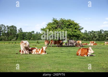 Foto di una vacca holstein che si rilassa a Zasavica, in Serbia e che pascolano. L'Holstein Frisone è una razza internazionale o un gruppo di razze di gatto da latte Foto Stock