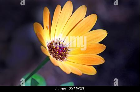 Orange African Daisy Osteospermum ecklonis Sunshine Beauty, che mostra il centro dagli occhi blu del fiore. Immagine macro Temperate House Kew Gardens June Foto Stock