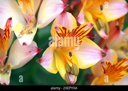 Immagine macro Alstroemeria Aurea (Giglio peruviano) con delicate sfumature di rosa e giallo sui petali esterni e vivaci petali interni arancioni a righe di tigre Foto Stock