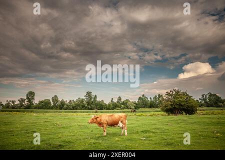 Immagine di una vacca holstein in piedi a Zasavica, in Serbia. L'Holstein Frisone è una razza internazionale o un gruppo di razze di bovini da latte. Orig Foto Stock