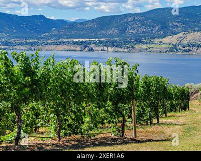 Splendida vista sul lago Okanagan e sulle montagne sopra il vigneto Foto Stock