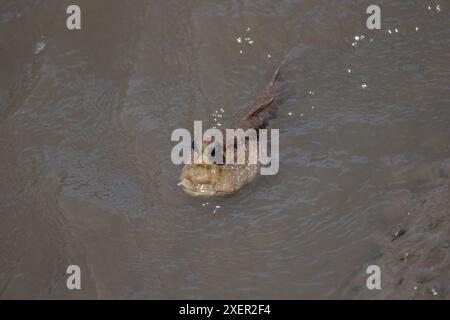 Fango-skipper, Thailandia Foto Stock