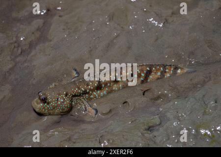 Fango-skipper, Thailandia Foto Stock