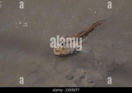 Fango-skipper, Thailandia Foto Stock