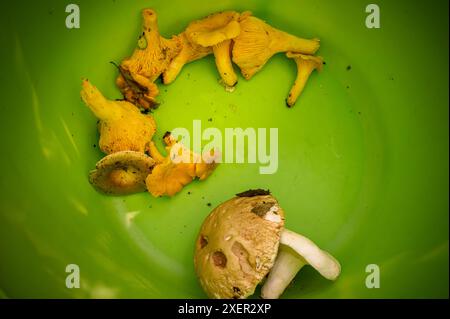 Funghi commestibili appena raccolti chanterelle gialle o funghi girolle, blancaccio (Lactarius piperatus) e porcini Foto Stock