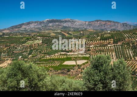 Oliveti a sud di Iraklio, massiccio del Monte Juktas in lontananza, Creta centrale, Grecia Foto Stock