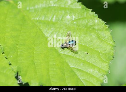 La soldato comune, un ampio centurione (Chloromyia formosa) Foto Stock