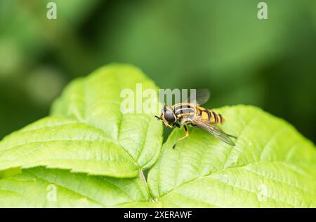 Hoverfly arroccato, il calciatore (Helophilus pendulus) a Herts, Inghilterra Foto Stock