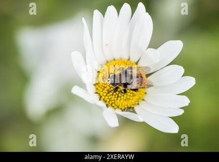 Foraging Narcissus Fly (Merodon equestris), un hoverfly Foto Stock