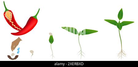 Sequenza di piante di peperoncino che crescono isolate su bianco. Illustrazione Vettoriale