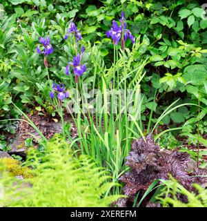 Iris siberiani Iris viola sibirica in fiore accanto all'heuchera che cresce nel giardino di maggio nel Carmarthenshire Galles Regno Unito 2024 Gran Bretagna KATHY DEWITT Foto Stock